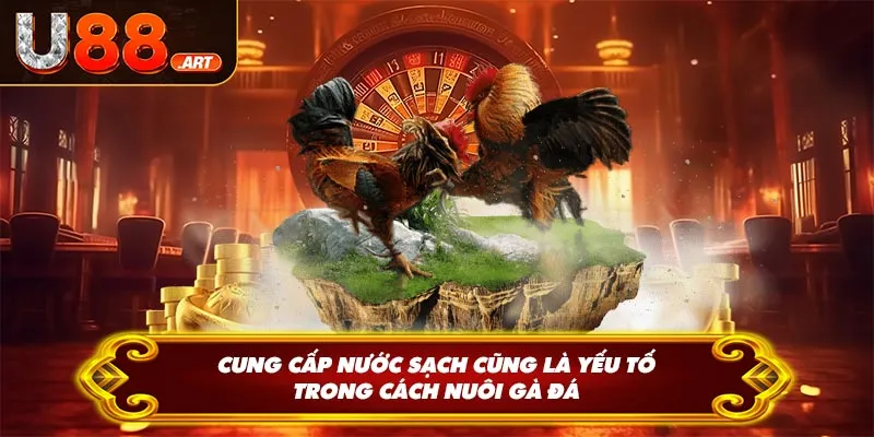 Cung cấp nước sạch cũng là yếu tố trong cách nuôi gà đá